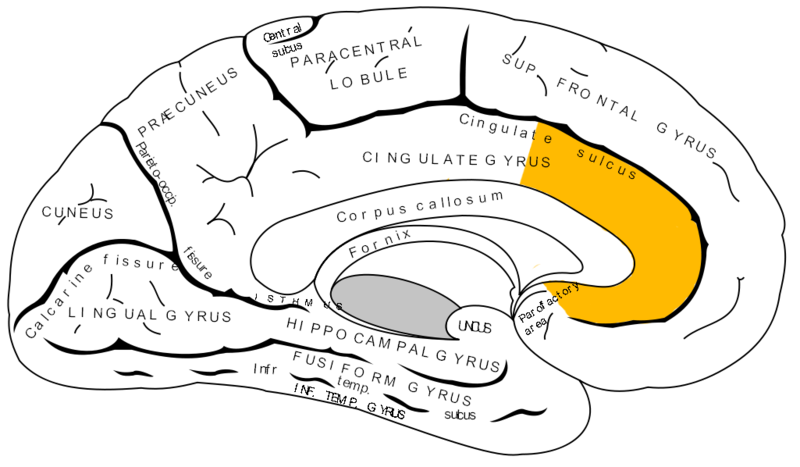 800px-Gray727_anterior_cingulate_cortex